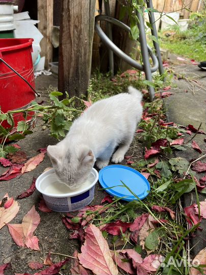 Кот в добрые руки