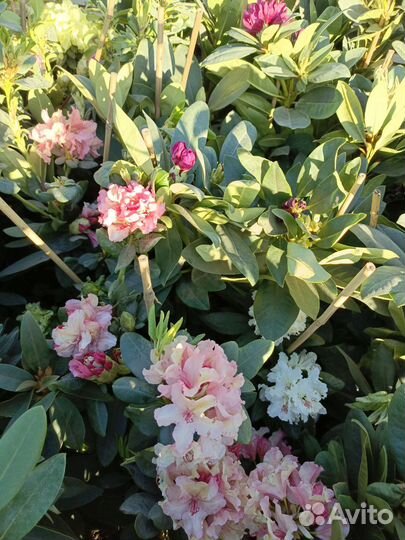 Рододендрон