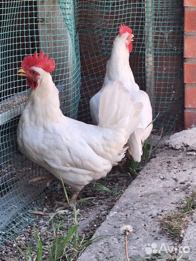 Курочки-несушки