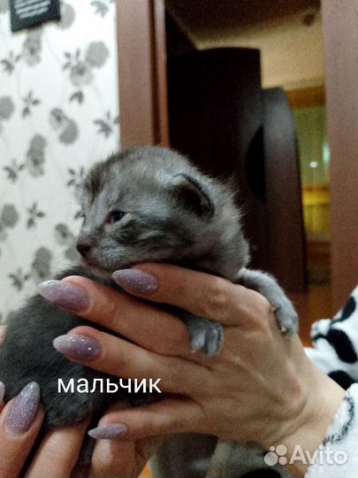 Домашние животные котята