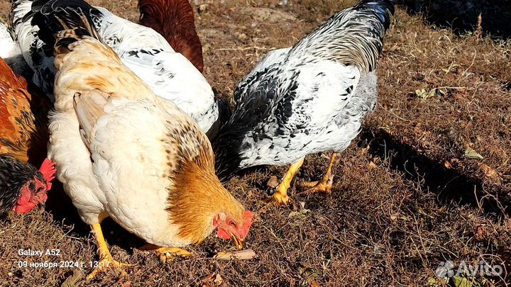 Куры молодки домашние