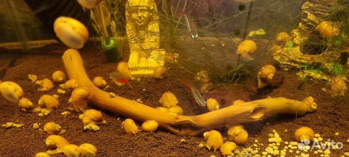 Улитки ампулярии в аквариум