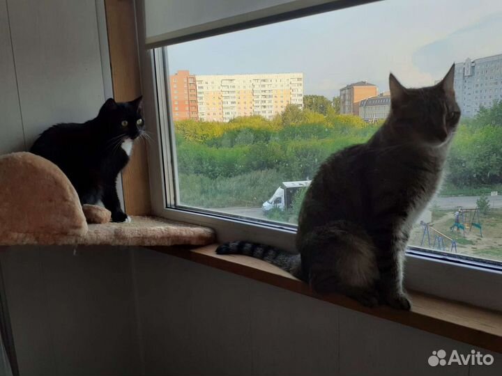 Передержка кошек, котоняня, гостиница для кошек