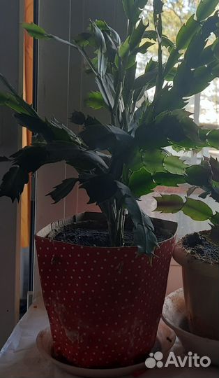 Рождественник