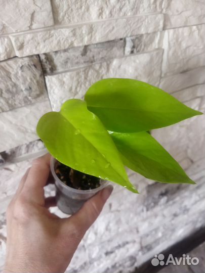 Сциндапсус