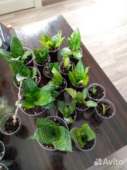 Комнатные цветы растения