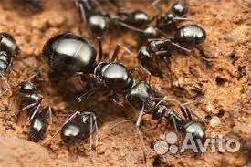 Муравьи для фермы