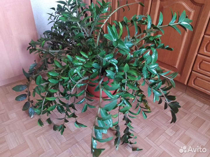 Замиокулькас