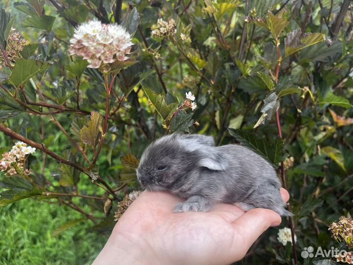 Декоративные кролики