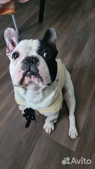 Французский бульдог кобель для вязки