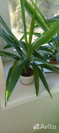 Пальма юкка