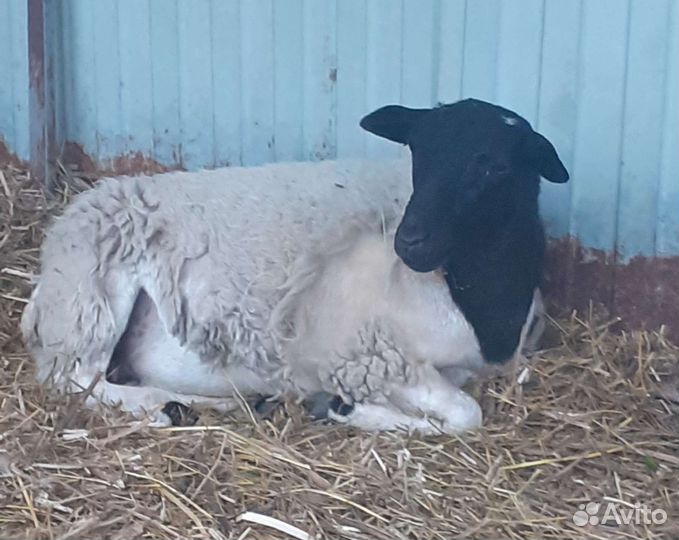 Баран и овцы дорпер