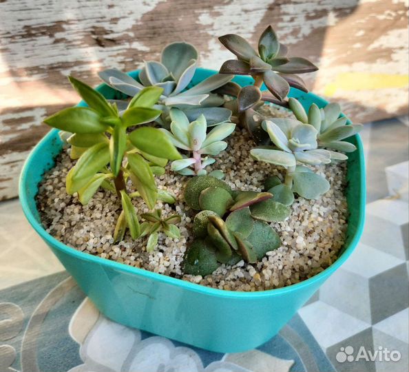 Садик из суккулентов