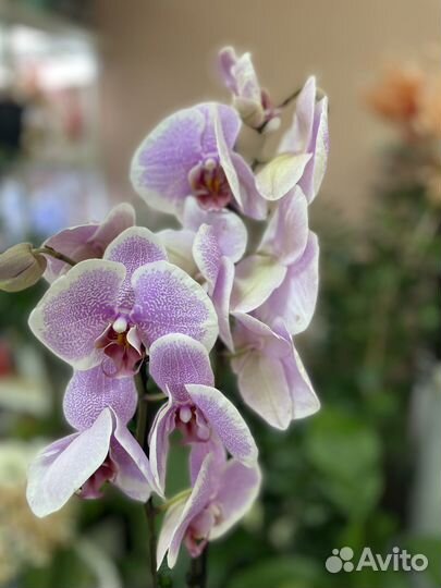 Фаленопсисы, мультифлора, Мильтононии, камбрии