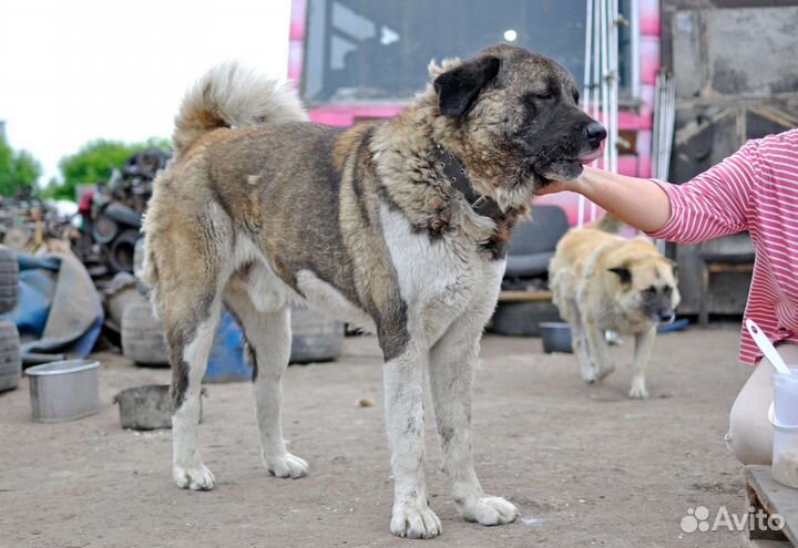 Метис акиты