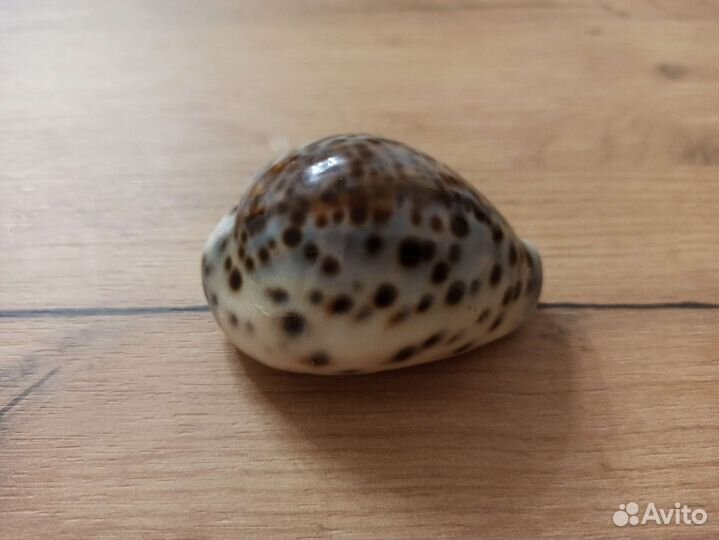 Морская раковина