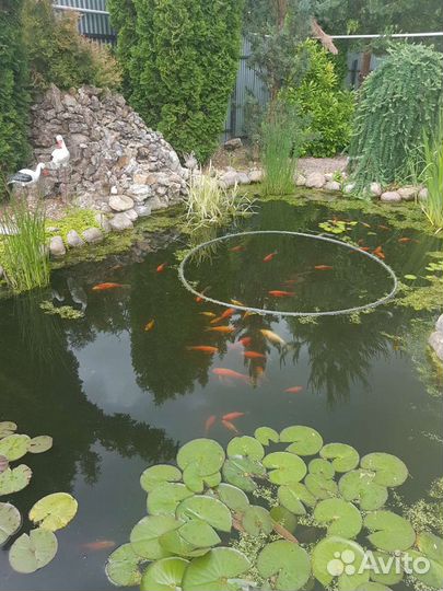 Золотые рыбки