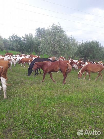 Жеребец Конь Покрытие Случка