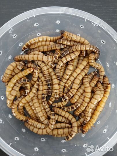 Кормовые насекомые