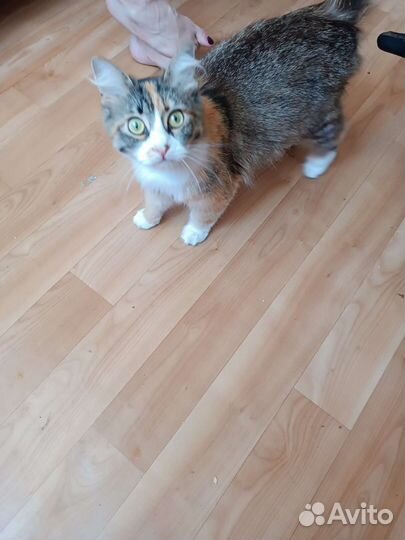 Кошка