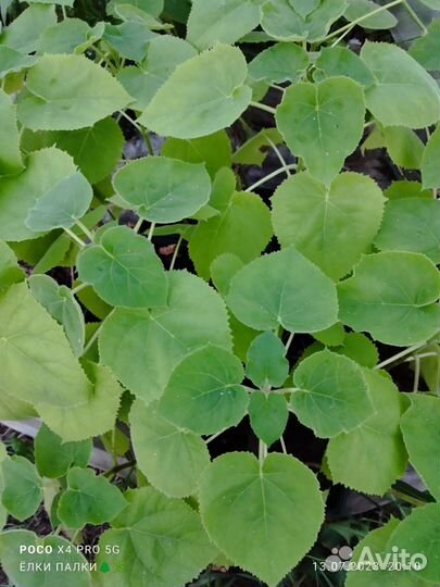 Саженцы павловния