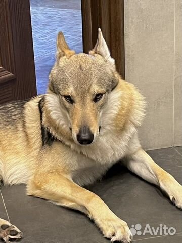 Щенки Чехословацкой Волчьей собаки/ Влчака