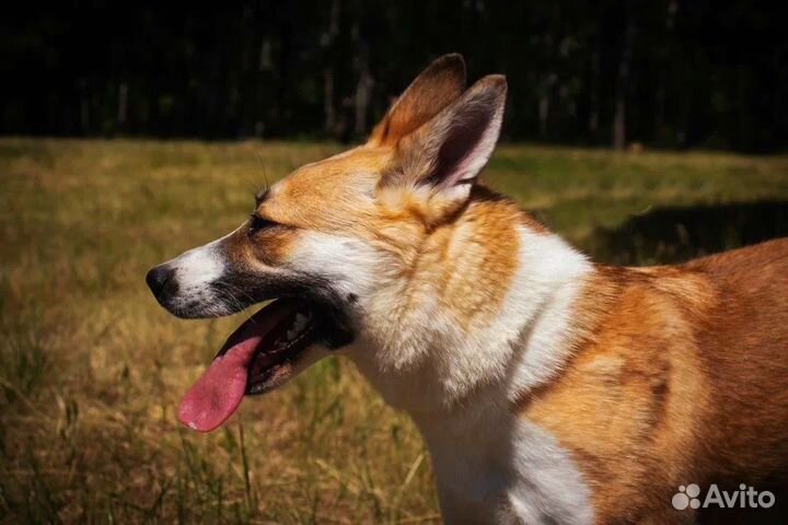 Спасите Плюшку из приюта