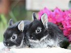 Ручные Очаровательные Кролики из Питомника объявление продам