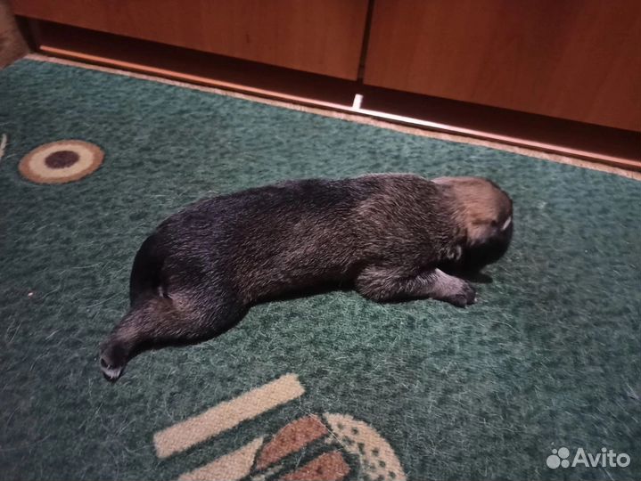 Отдам бесплатно щенки