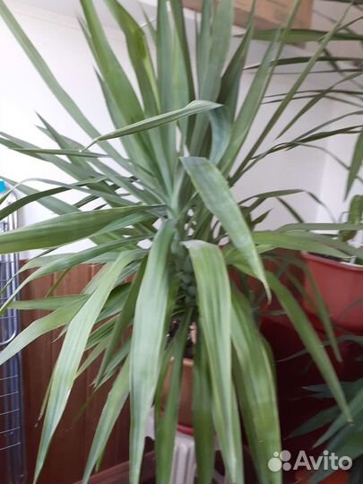 Юкка, монстера