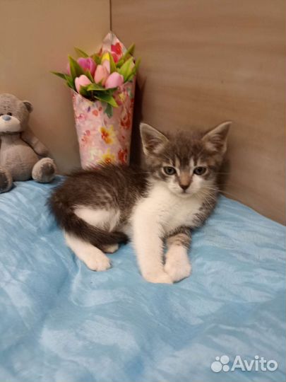 Котенок в добрые руки