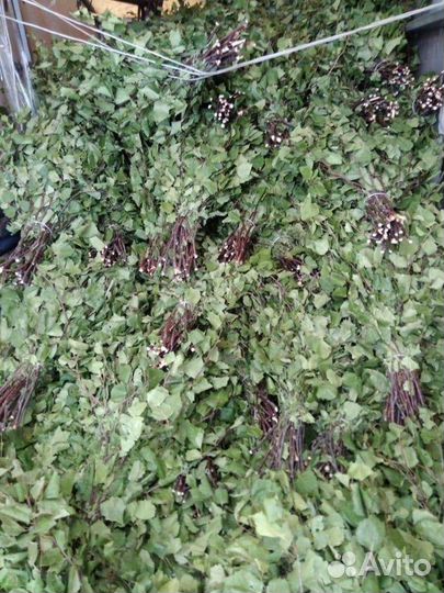 Березовые веники продам