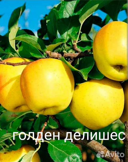 Саженцы яблони
