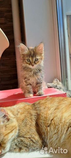 Котёнок девочка