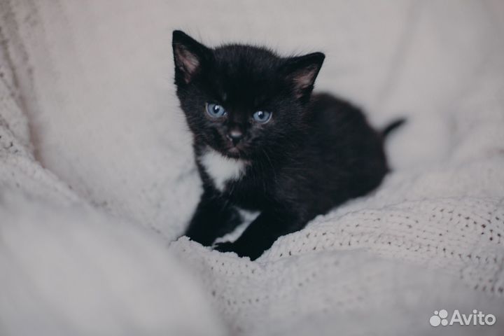 Котята в добрые руки бесплатно
