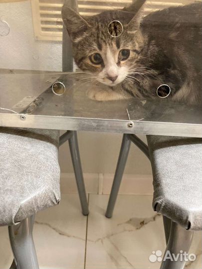 SOS Ищем дом маленькой кощечке, 8 месяцев