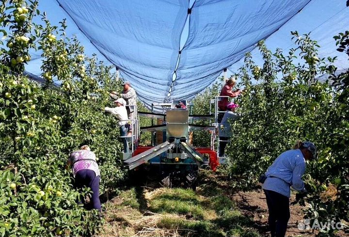 Сборщик яблок в саду