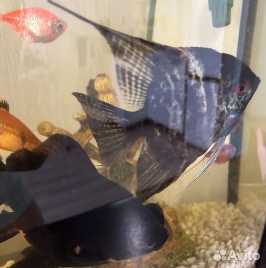 Аквариумные рыбки бесплатно