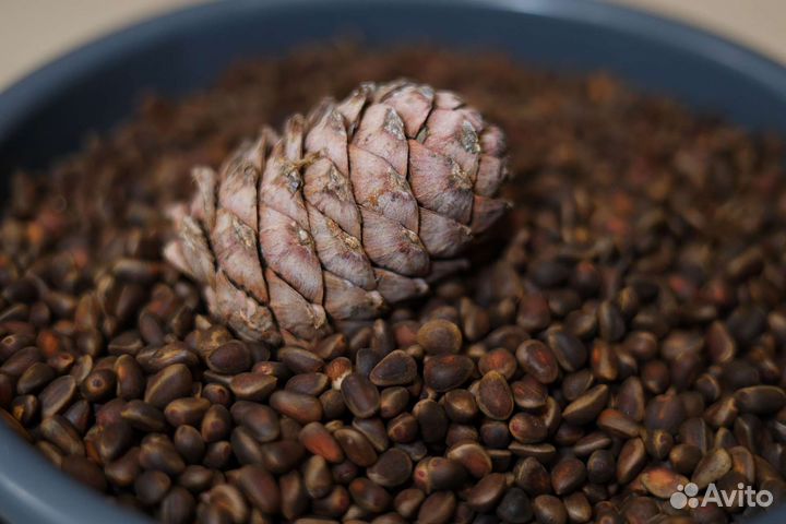 Кедровый орех