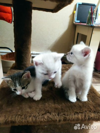 Котята