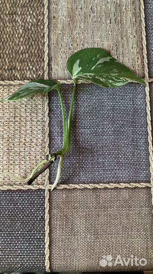 Монстера Альба