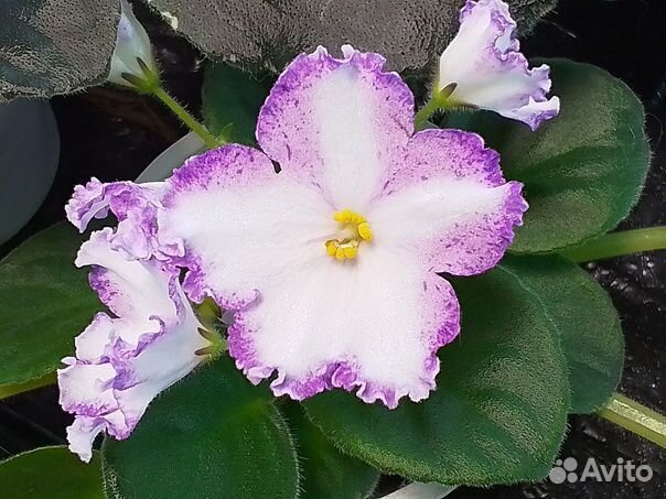 Фиалки сортовые более 600 сортов