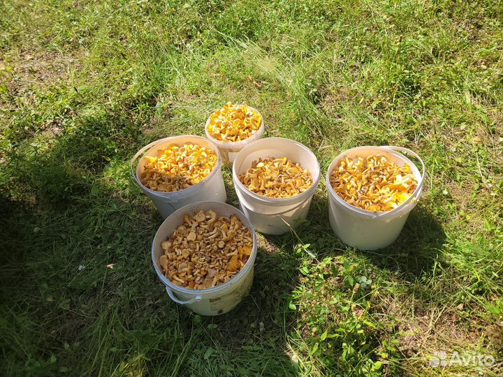 Грибы лисички