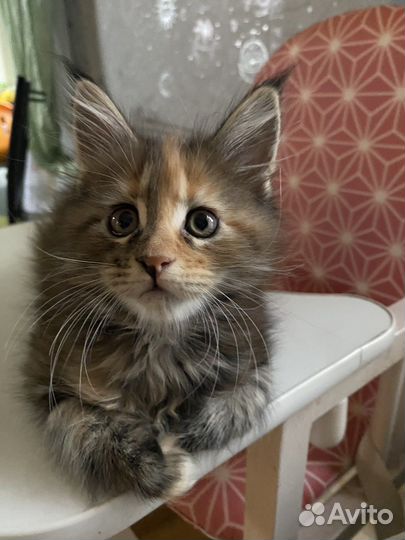 Кошки мейн-кун