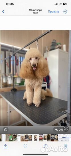 Пудель на вязку