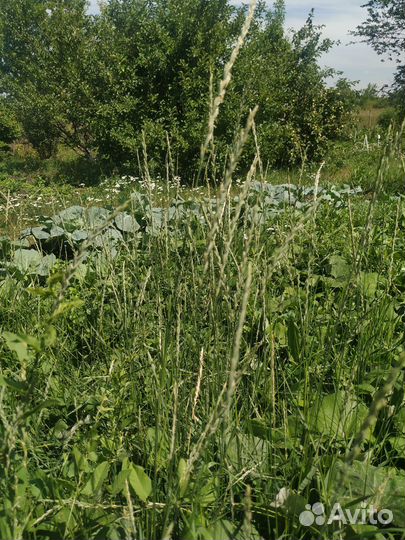 Корм лакомство для птиц, попугаев, грызунов