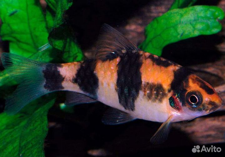 Аквариумные рыбки, аквариумы и оборудование