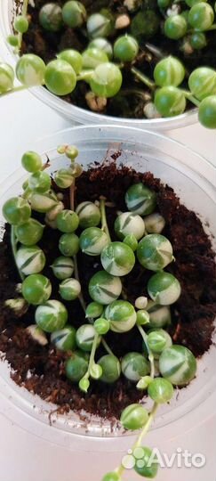 Роули вариегатный и зелёный