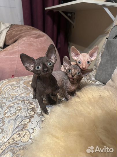 Канадский сфинкс котенок