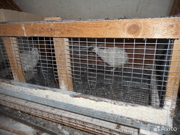 Перепела несушки клетку в подарок